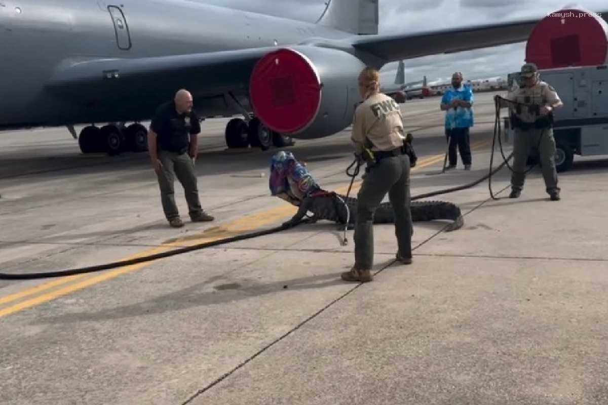 Аллигатор заполз на аэродром военной базы во Флориде и не хотел уходить