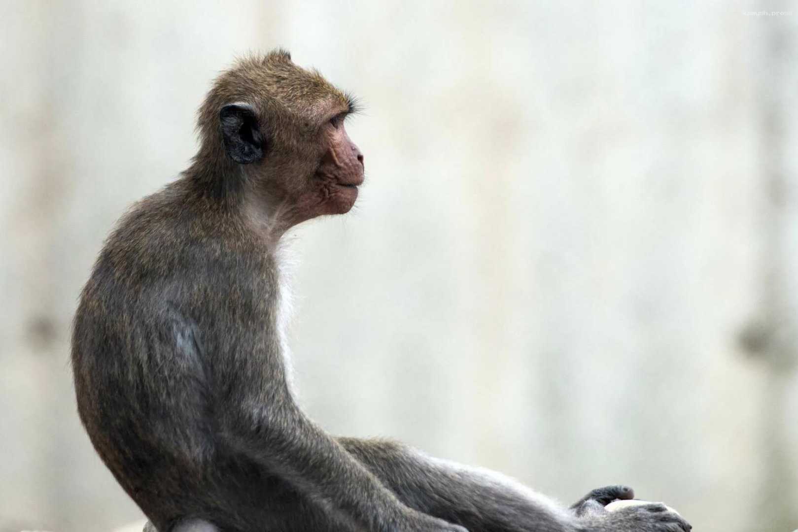 Житель Гонконга впервые заразился вирусом герпеса обезьян
