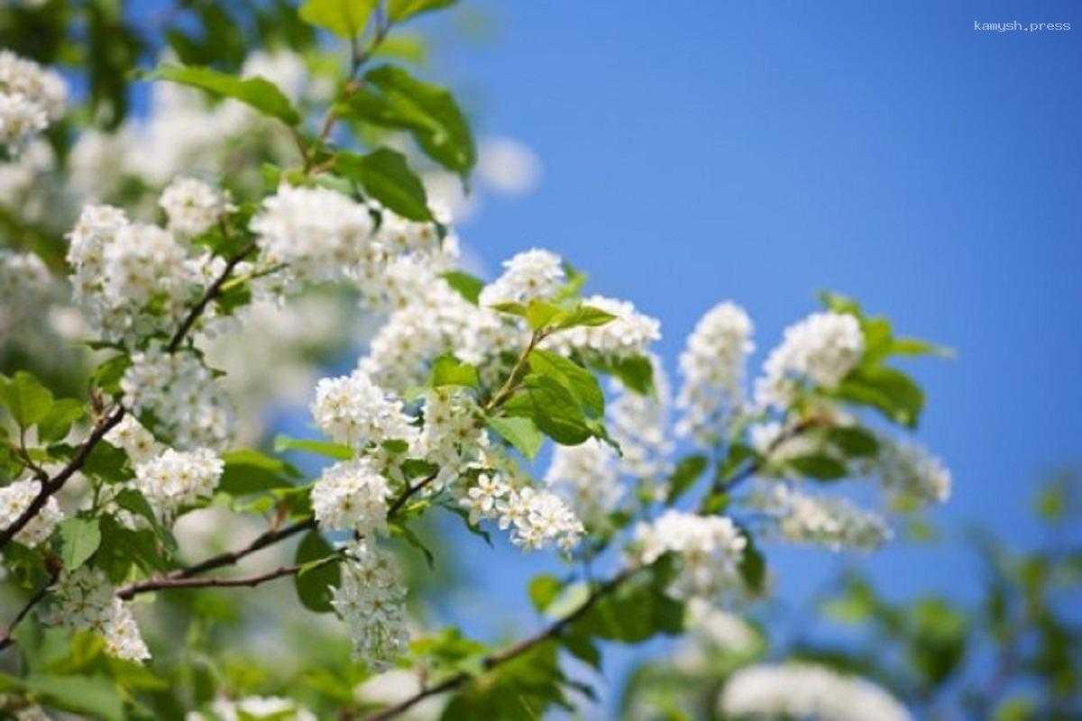 Иммунолог Рафаелян объяснила, почему черемуха опасна для аллергиков