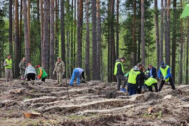 В Ульяновской области завершили весенний этап лесовосстановления