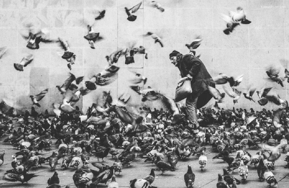 В Йошкар-Оле на один квадратный километр живут больше тысячи голубей