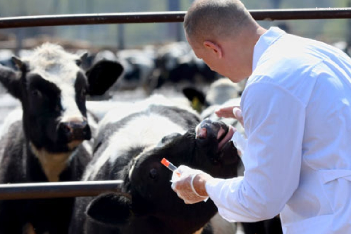 На ферме в Волгоградской области из-за бруцеллеза коров отправят на убой