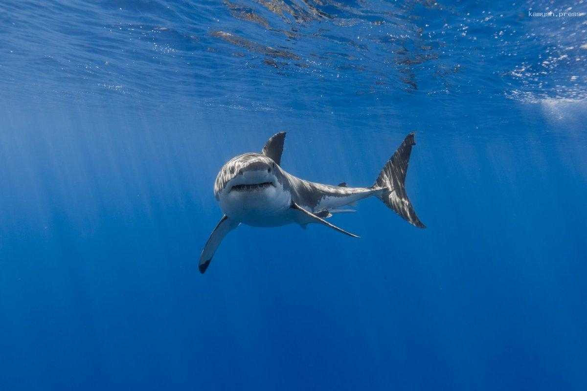 Океанолог Мухаметов: Плавник акулы на поверхности воды сигнализирует о немедленном движении к берегу
