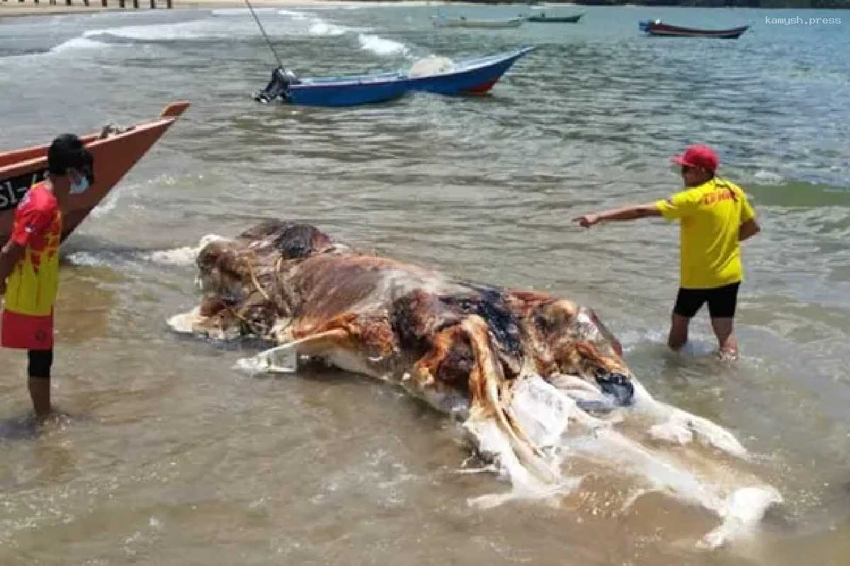 На пляже Малайзии нашли тушу неизвестного животного