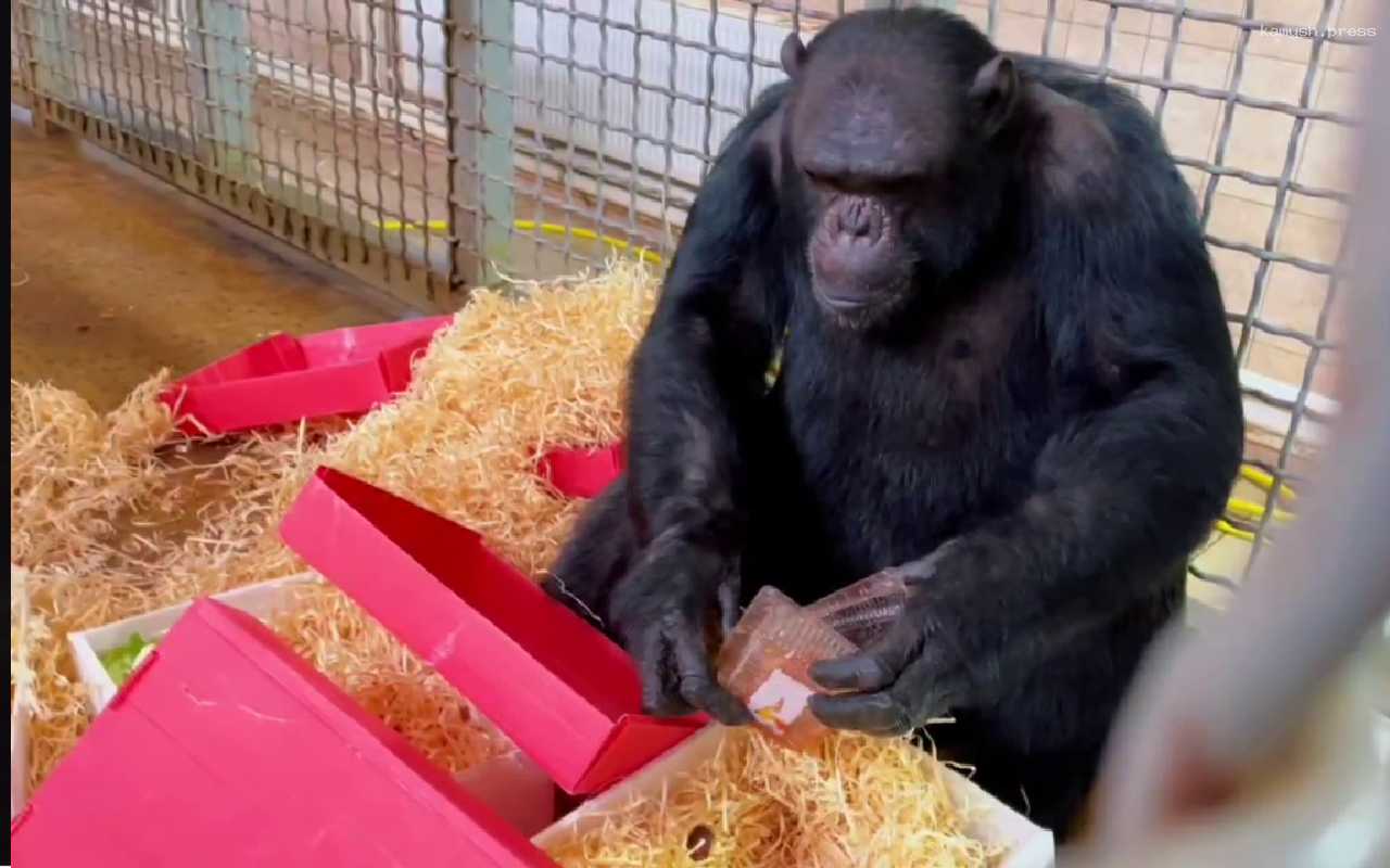 19-летний шимпанзе Майкл из ростовского зоопарка открыл в себе талант к живописи