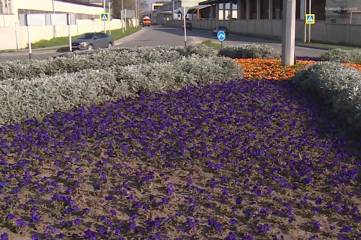 Более 300 тысяч цветов расцветут на клумбах Нальчика этой весной