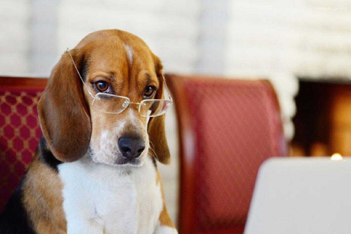 Ученые выяснили, что собаки понимают больше слов, чем считалось ранее