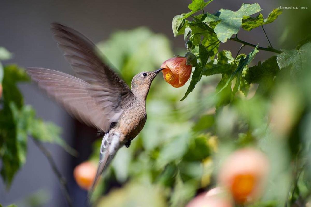 В Южной Америке заметили неизвестный науке крупный вид колибри