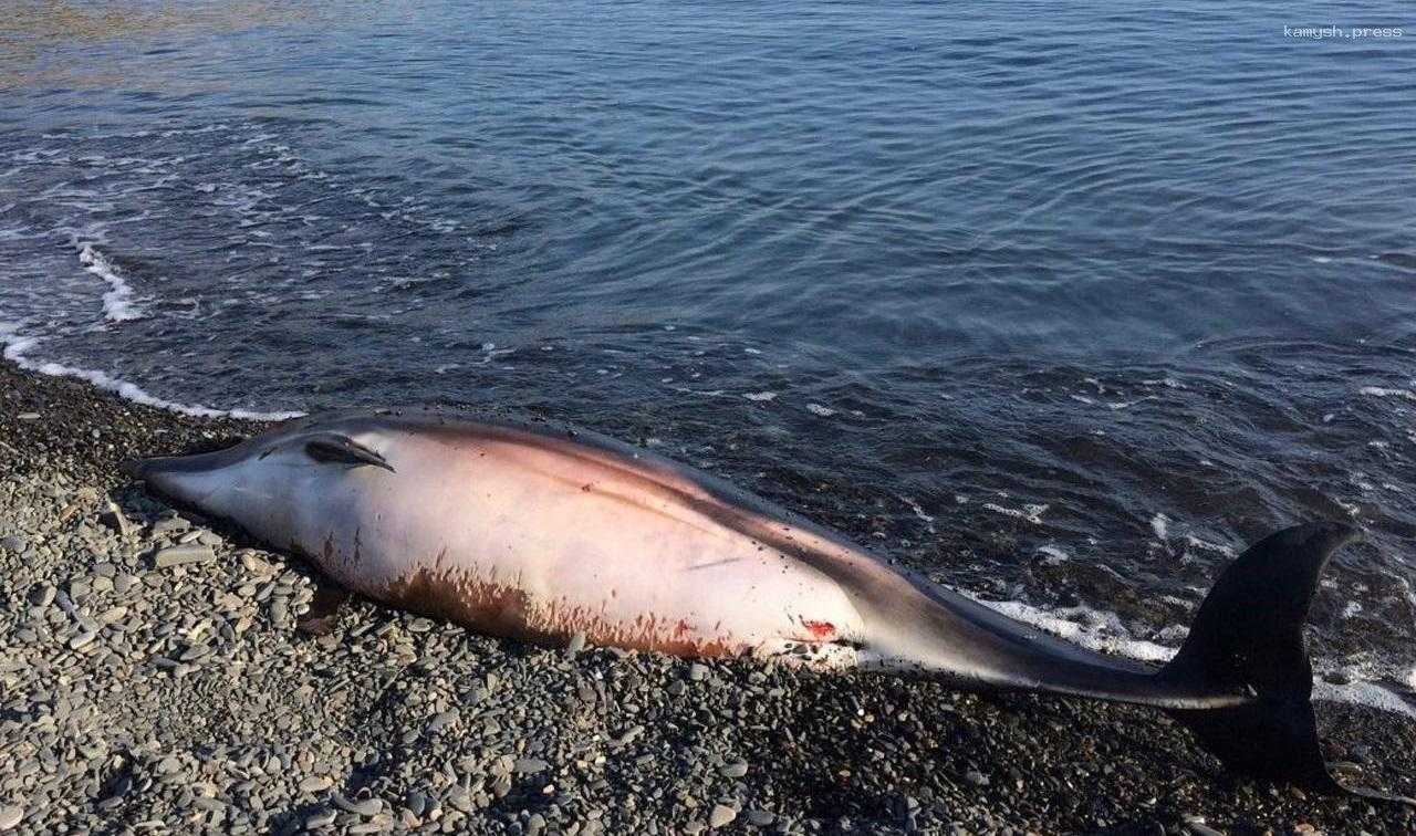Эколог Баташев рассказал, что приводит к массовой гибели дельфинов в Анапе