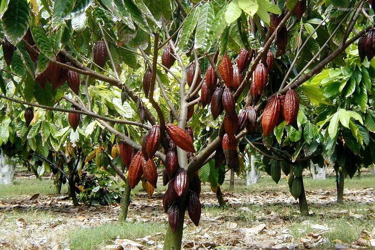 Над мировым производством какао-бобов нависла угроза