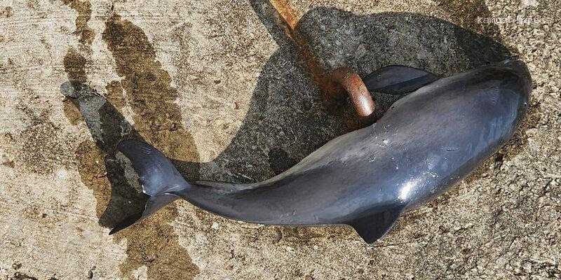 Директор Научно-экологического центра «Дельфа» в Краснодарском крае сообщила о массовой гибели дельфинов за неделю