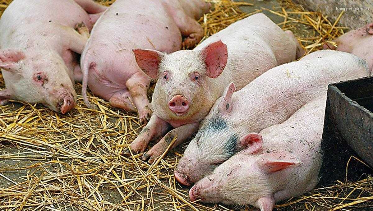 В ряде угодий и заказников Челябинской области запретили охоту из-за африканской чумы свиней