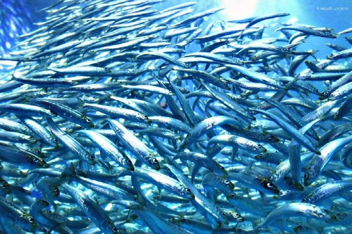 Ученые заявили, что отказ от мяса в пользу рыбы поможет спасти 750 тысяч человеческих жизней