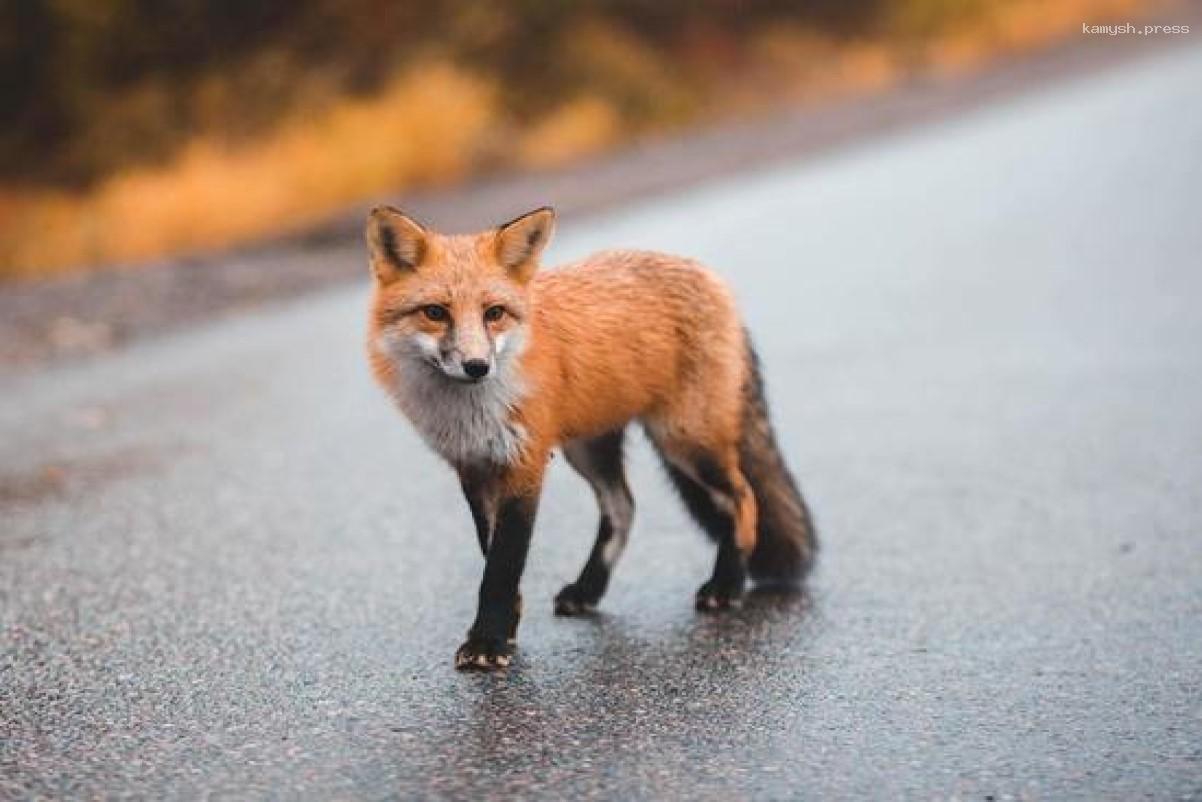 Село в Пензенской области захватили лисы