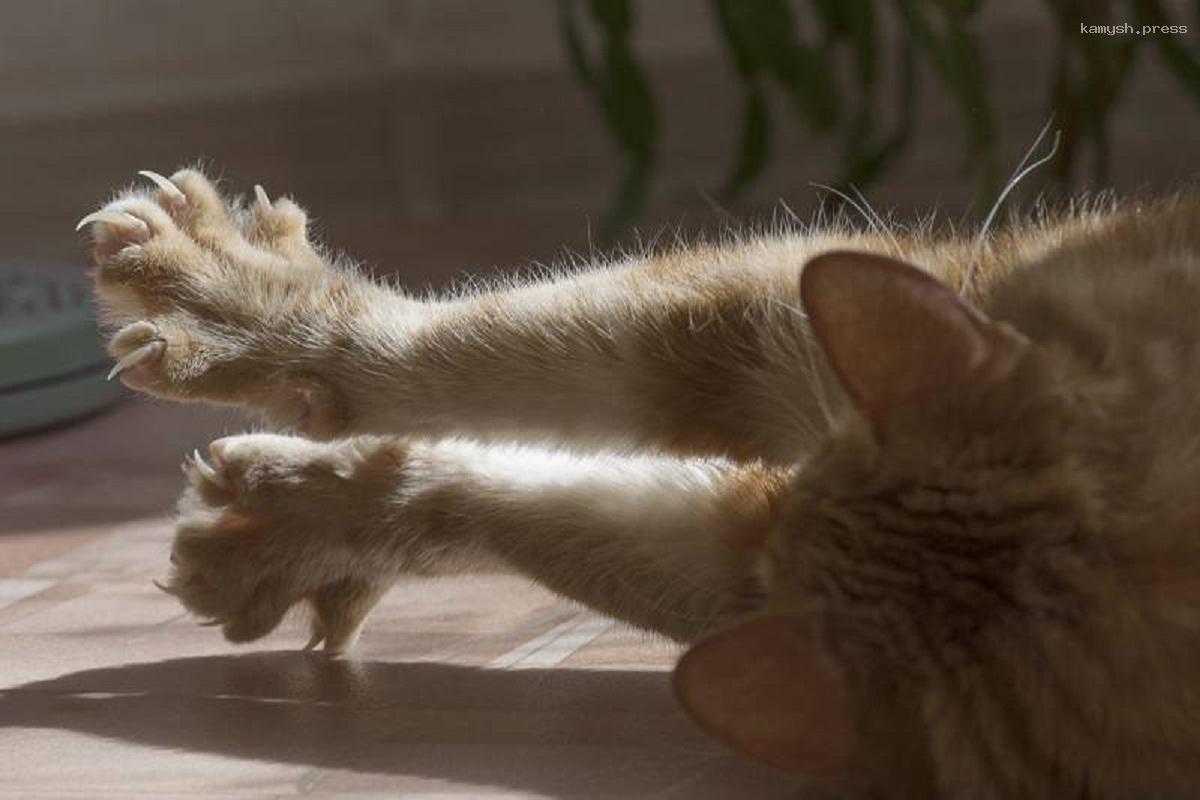 Ученые рассказали, почему кошки втягивают когти