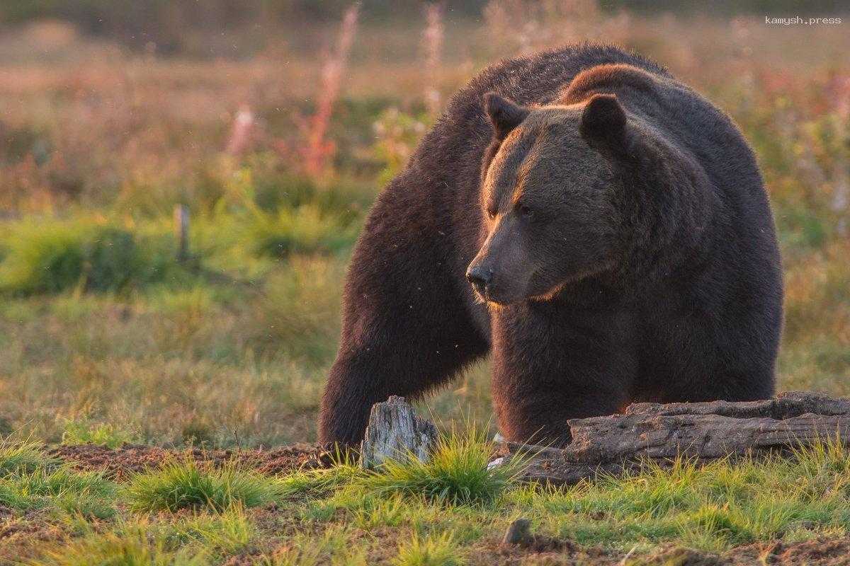 В Пермском крае медведь угрожает туристам и местным жителям