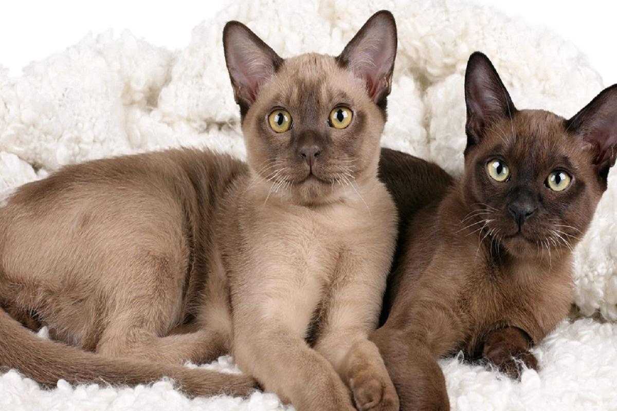 Ученые назвали породу кошек-долгожителей