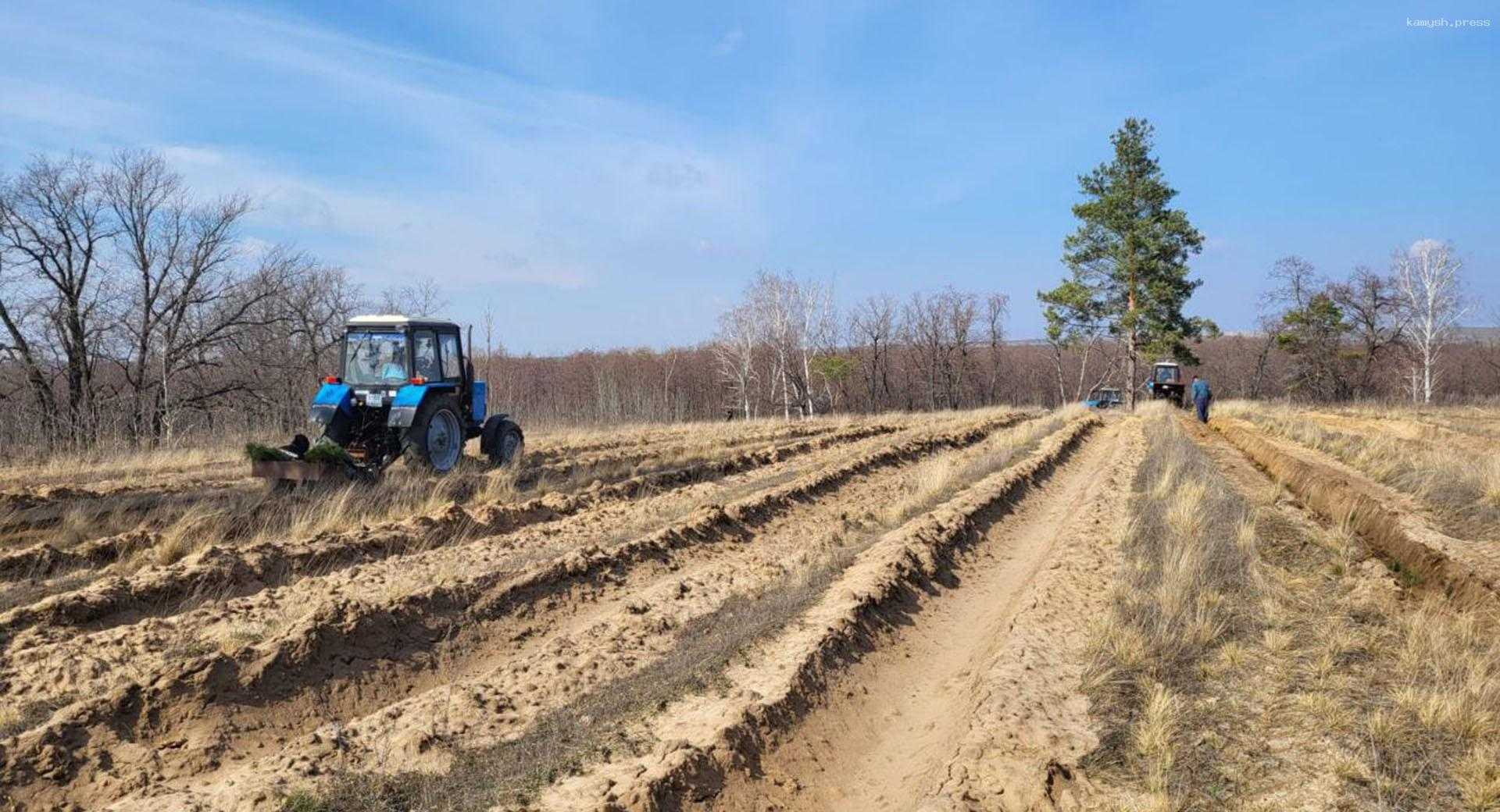 В течение месяца специалисты лесфонда Волгоградской области планируют высадить более 6 млн сеянцев и саженцев деревьев