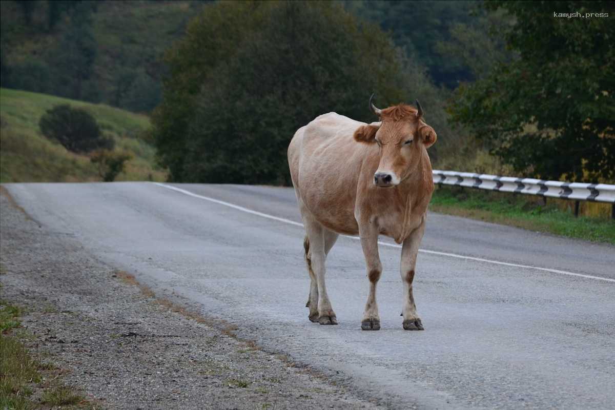 В Адыгее увеличили штрафы за бесконтрольный выпас скота у дорог