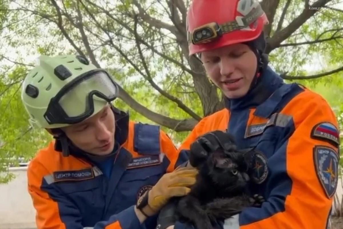 Спасенного в Московском зоопарке кота назвали Симбой
