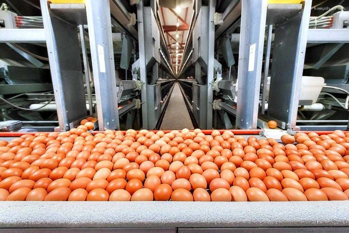 Миллионы куриных яиц сделали Ярославскую область лидером по их производству в ЦФО