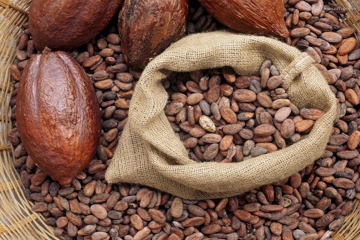 Ученые заговорили о пользе какао-бобов