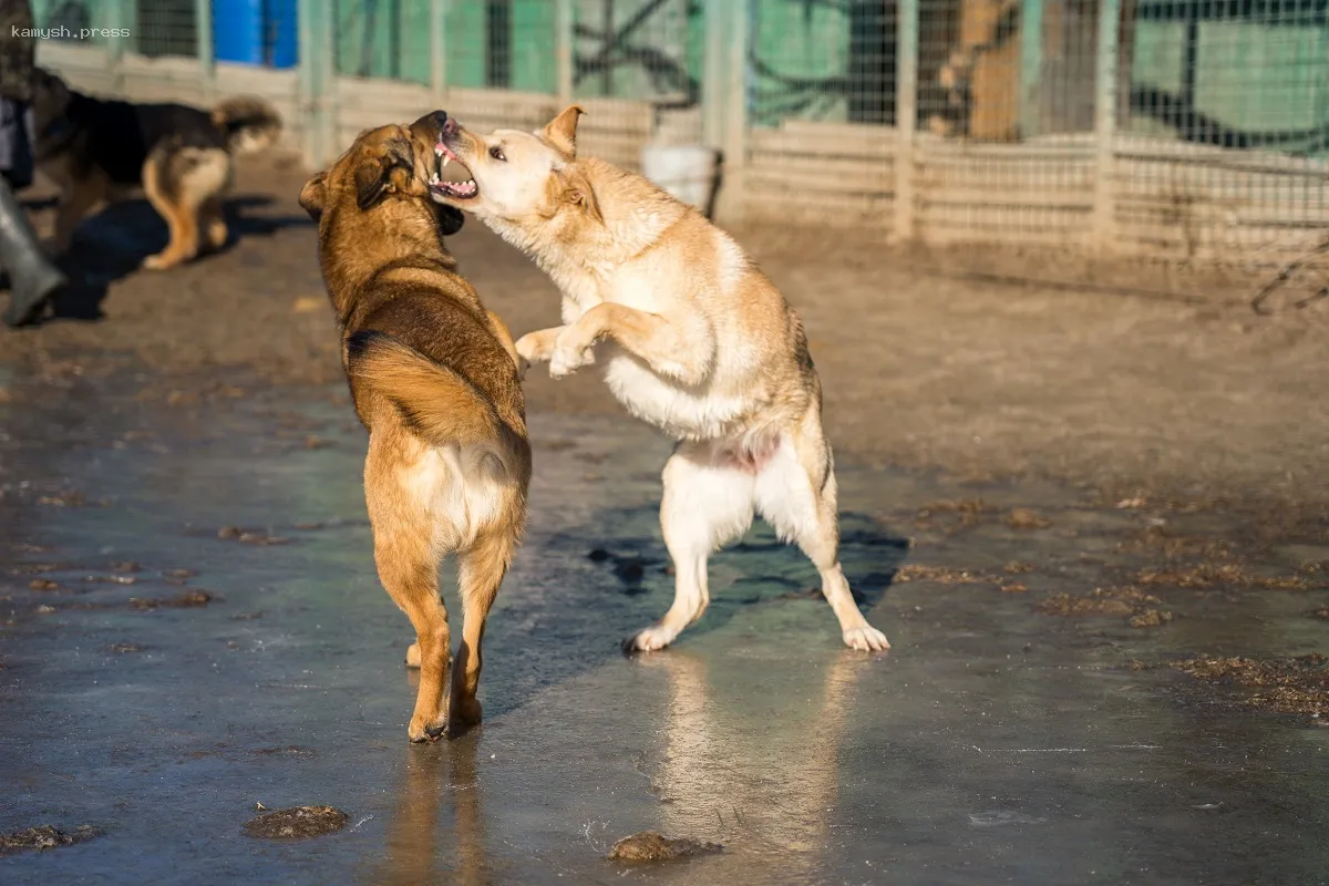 Зоозащитникам в Оренбурге вернули иск против закона об эвтаназии бродячих собак