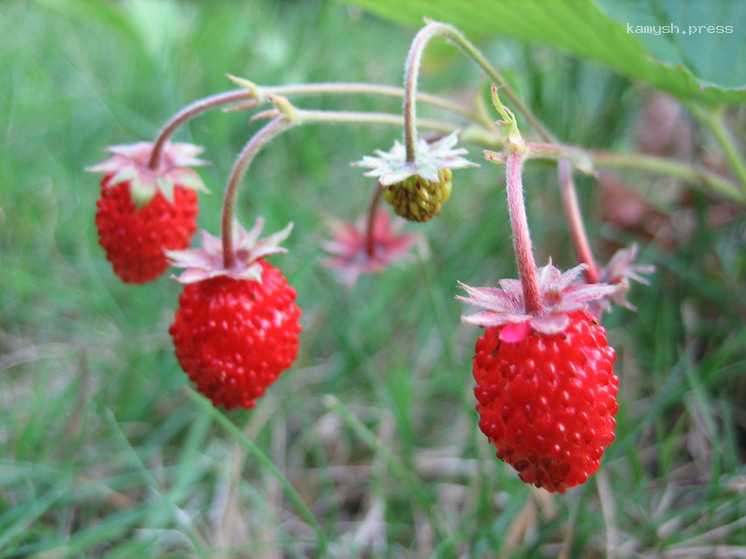 Биолог рассказала, в каких подмосковных лесах уже можно собирать ягоду