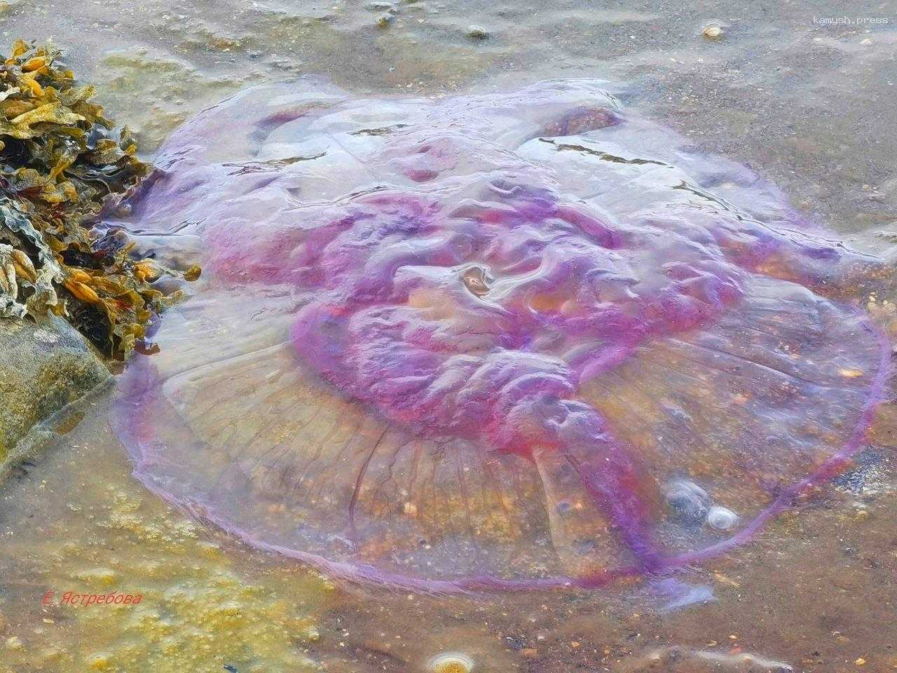 Медузы, оттесняющие купальщиков на сушу, вскоре покинут побережье Черного моря