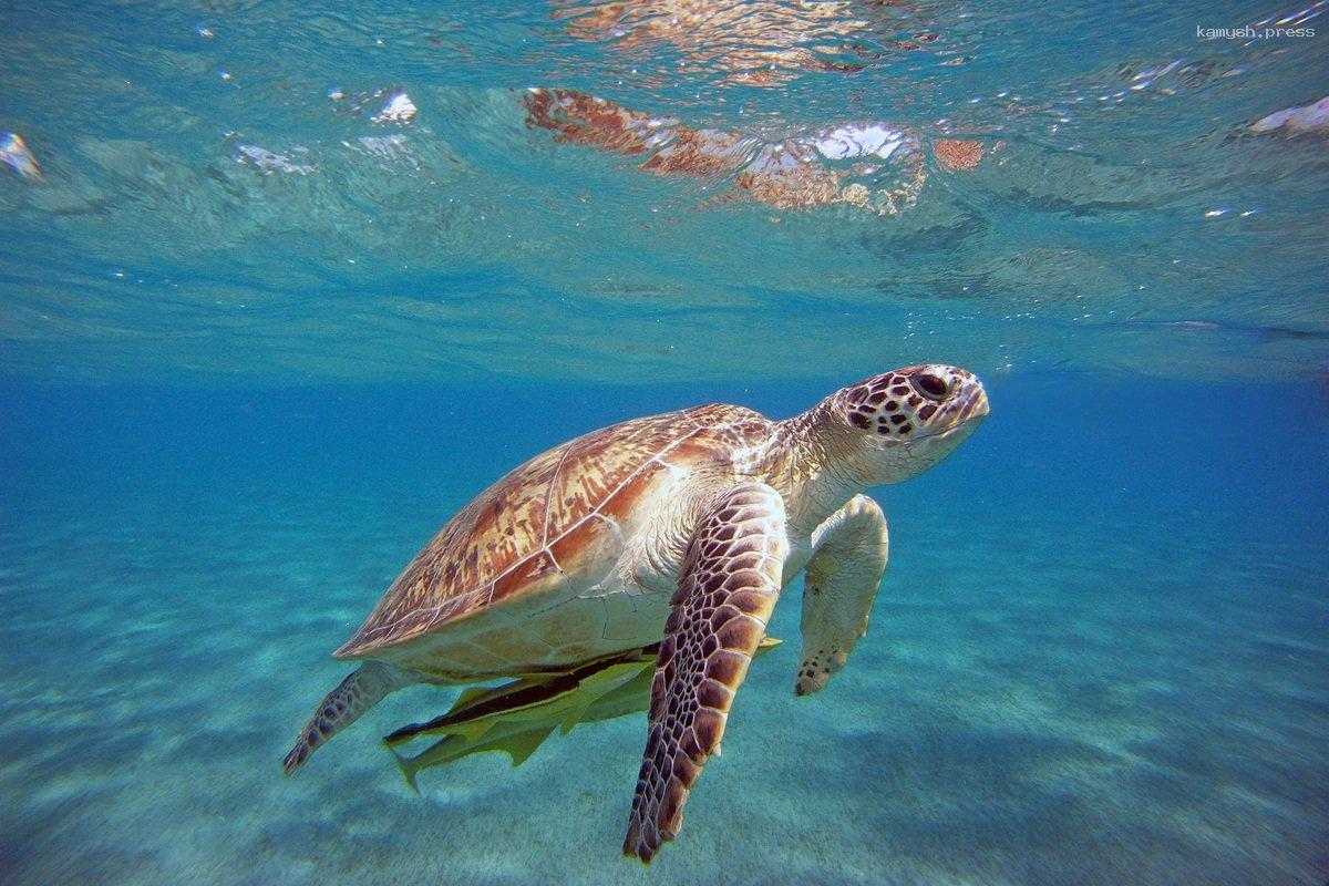 Краснокнижные черепахи лишили туристов ночных купаний на курортах Турции