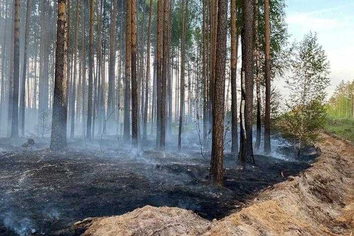 В Марий Эл предотвратили 8 лесных пожаров
