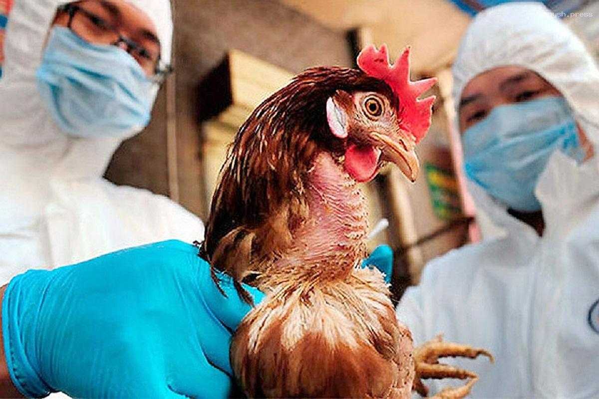Минсельхоз США заявил, что люди не могут заразиться птичьим гриппом через молоко