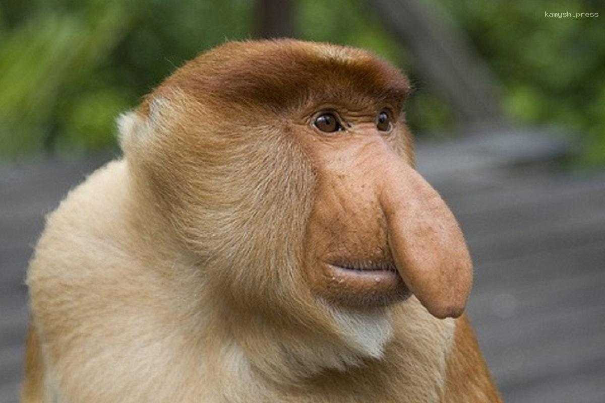 Австралийские ученые выяснили, зачем обезьянам-носачам такой большой нос