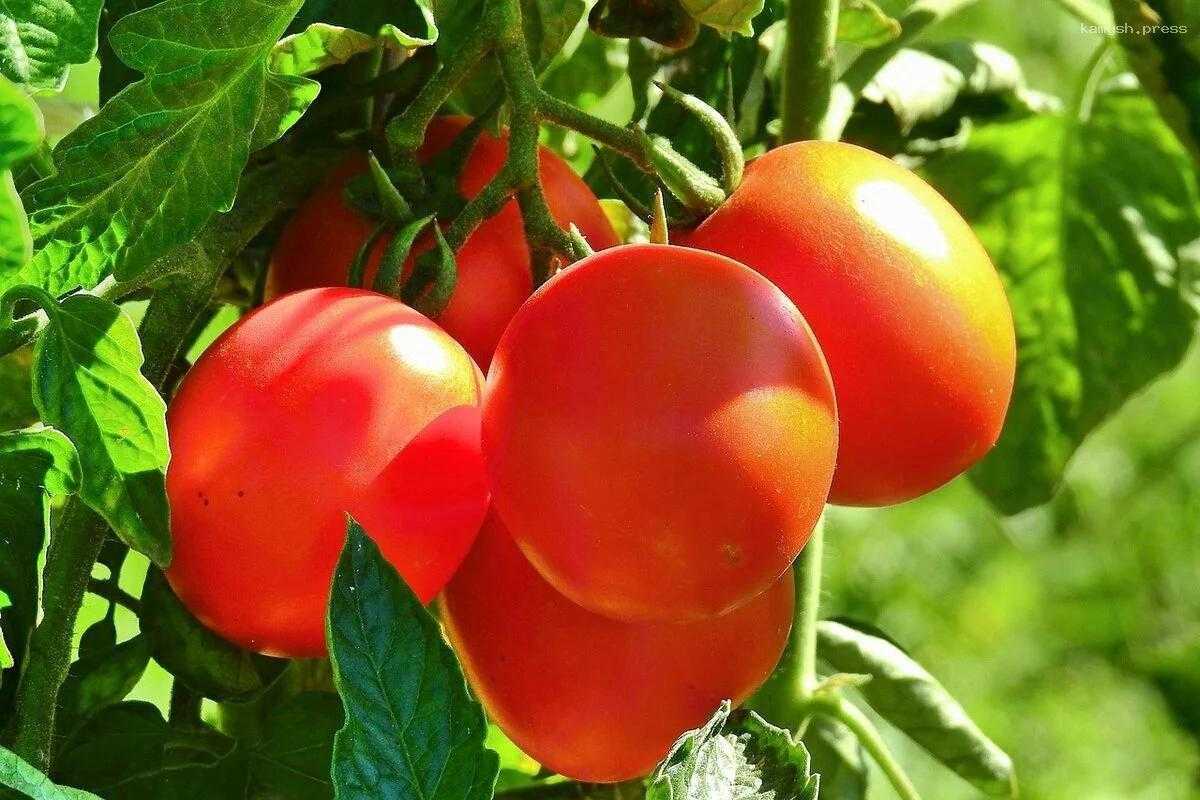 Рассказано, какая подкормка даст «взрывной» рост томатов