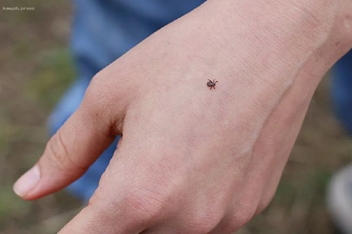 В Удмуртии клещи вышли из зимней спячки