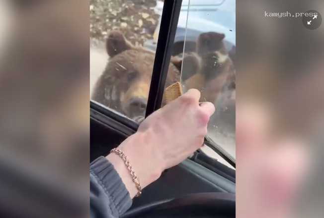 В Кемеровской области дикие хищники начали «попрошайничать» на дорогах