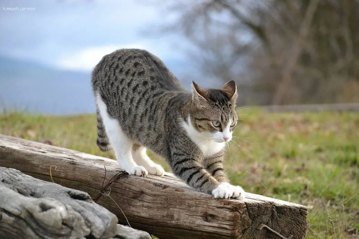 Одичалого кота, потерянного 10 лет назад, вернули британцу