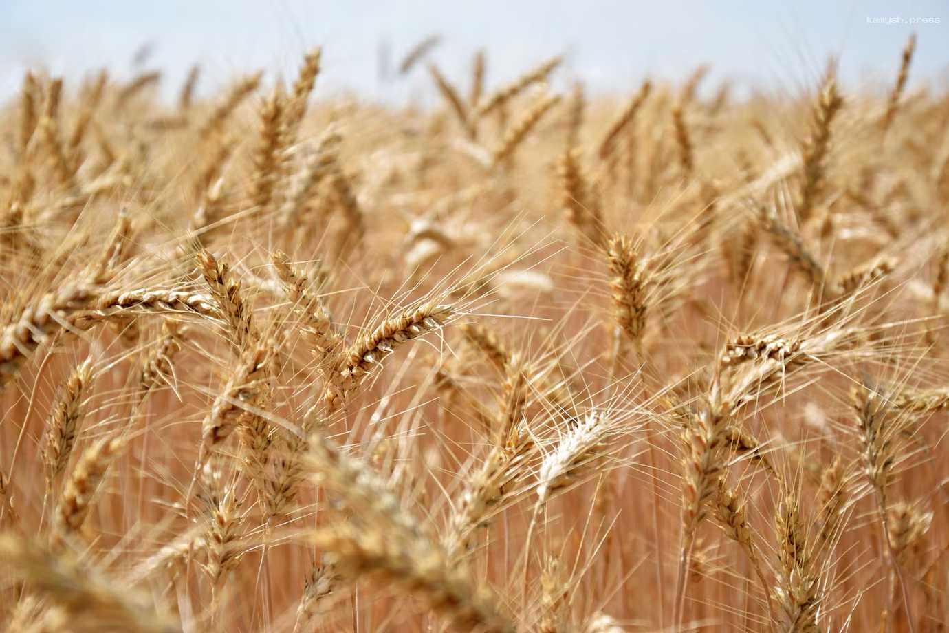 Турция решила ограничить поставки в страну пшеницы