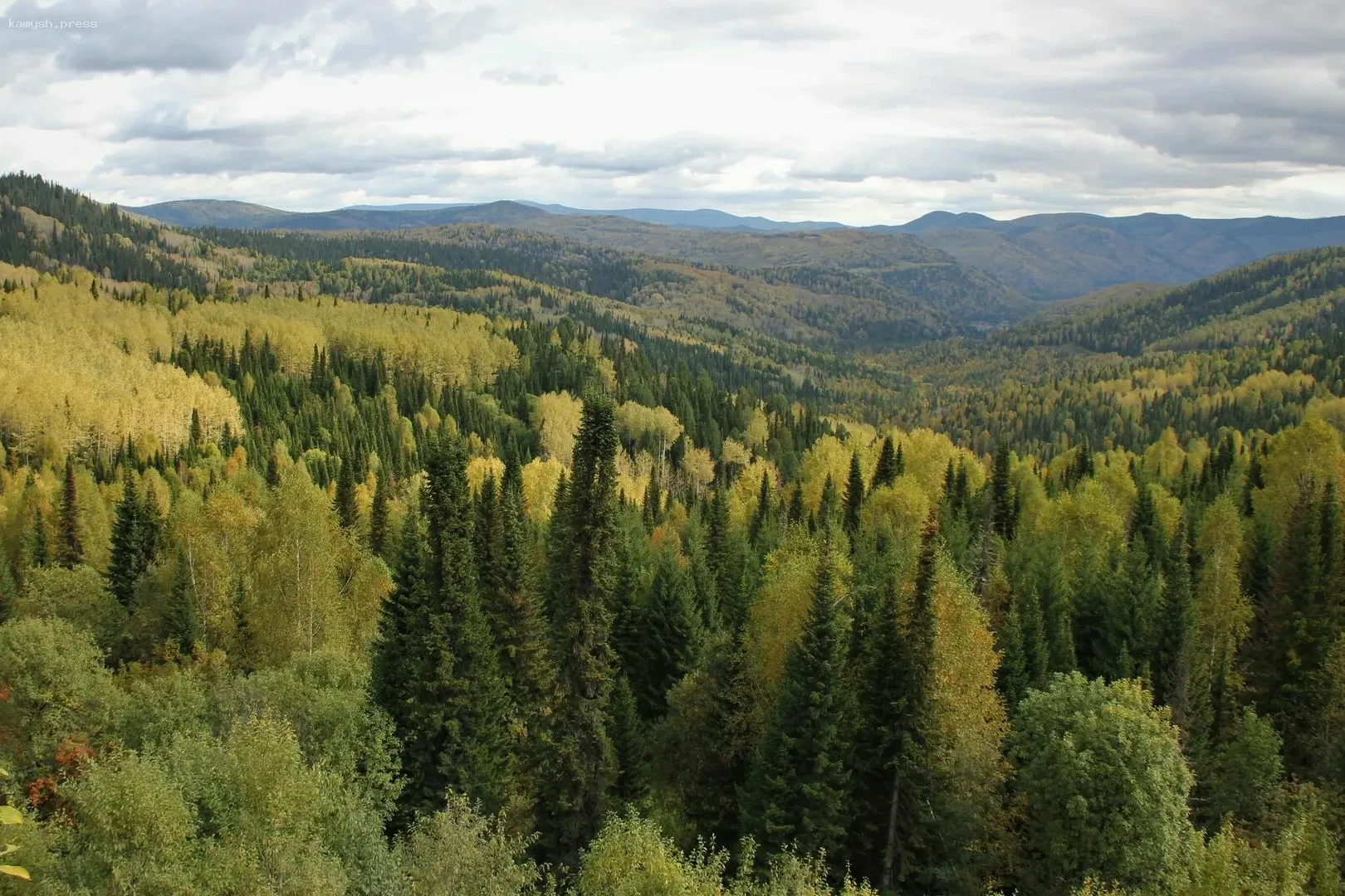 Ульяновская области заняла 12 место по ведению лесного хозяйства среди 89 субъектов РФ
