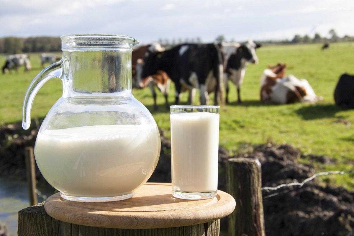 Раскрыта опасность для здоровья сырого и пастеризованного молока
