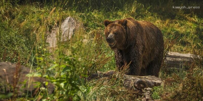 Эксперты Калифорнии дали официальное заключение о гибели женщины в лапах напавшего на нее медведя