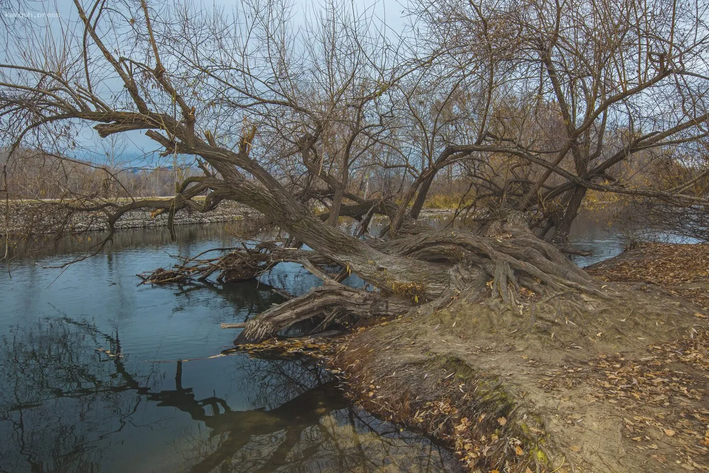 В Краснодаре резко упал уровень реки Кубань