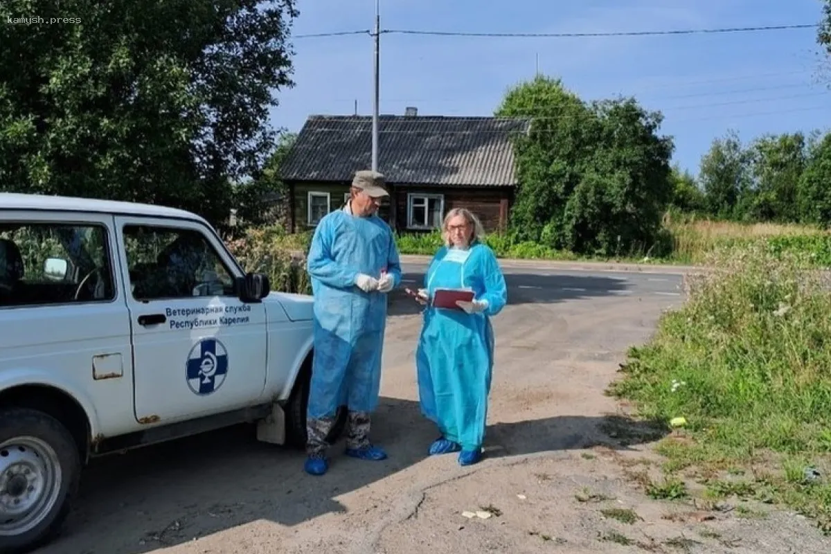 В Карелии проверяют хозяйства, где содержатся свиньи