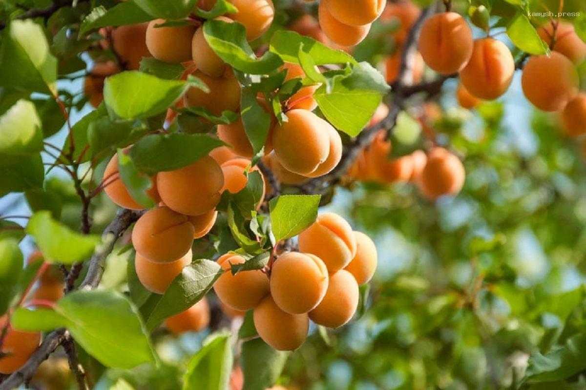 Эндокринолог Толмасова объяснила, почему употребление абрикосов улучшает цвет кожи