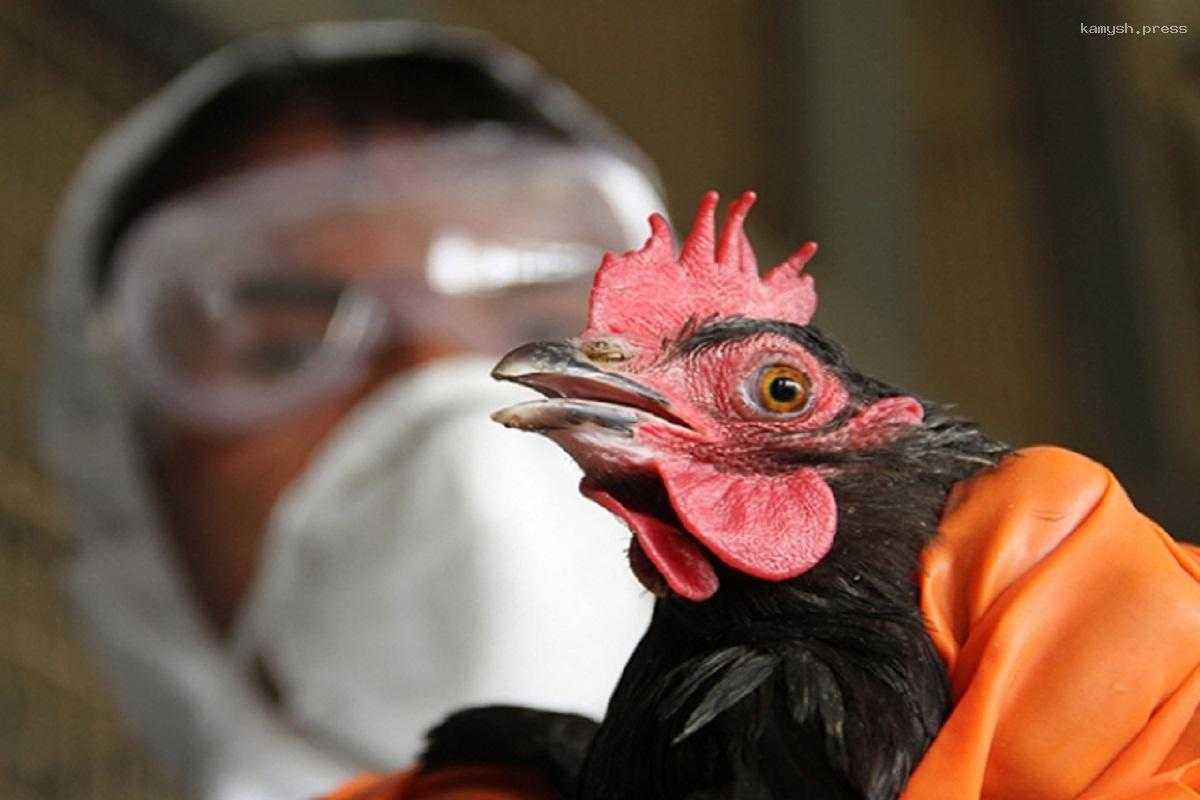 ВОЗ сообщила о первом в мире случае заражения птичьим гриппом A(H5N2) человека