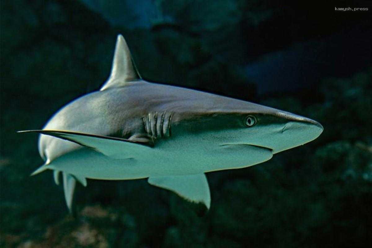 У побережья Флориды в США акулы атаковали троих человек