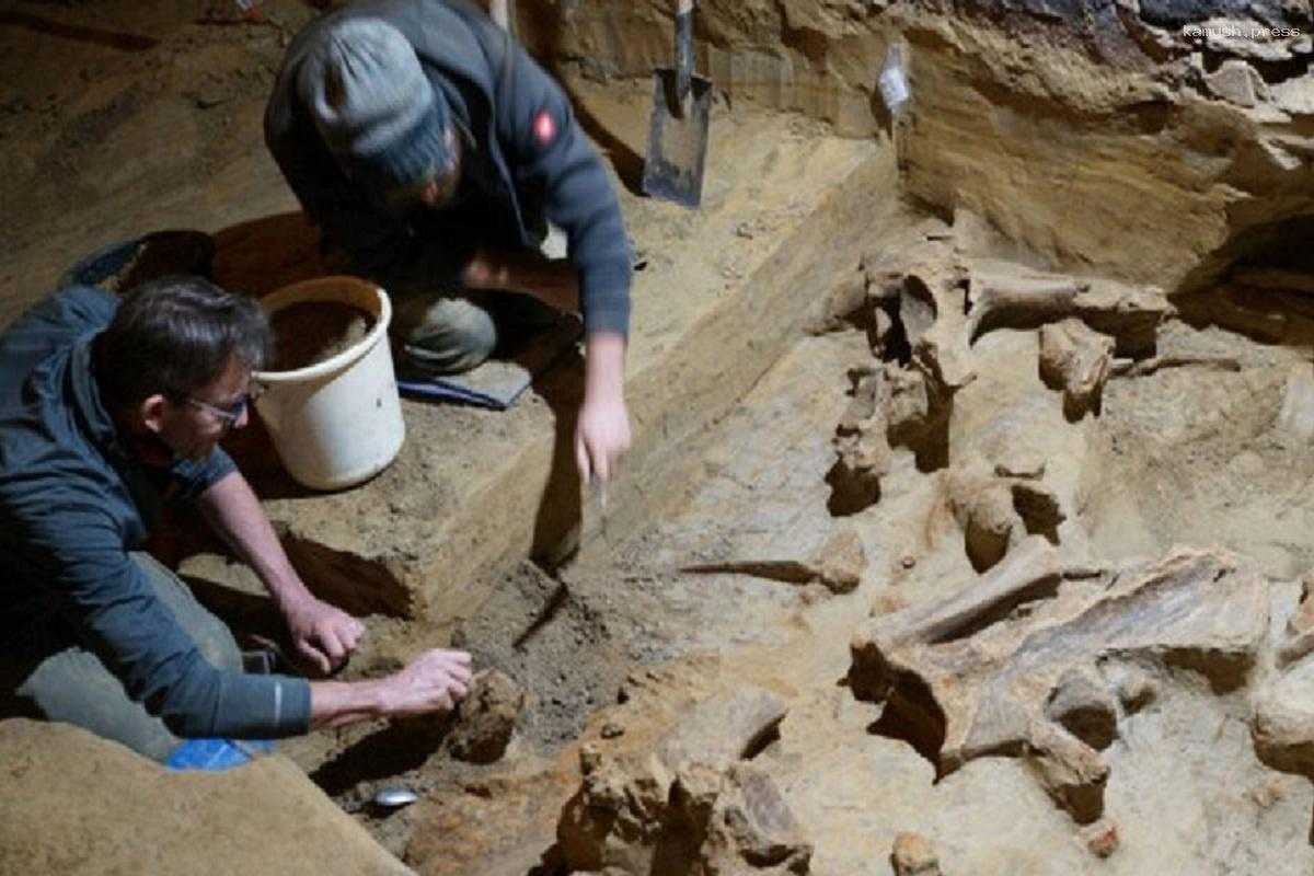 Австралиец обнаружил в винном погребе останки трех мамонтов