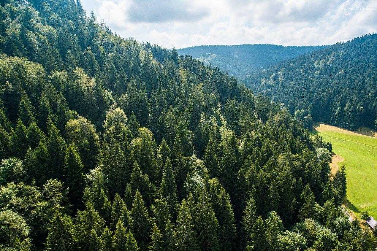 Эксперт: Слухи об истощении лесов в России сильно преувеличены