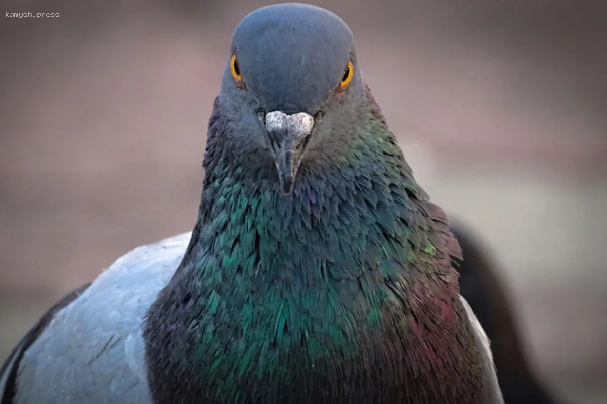 Депутат Вегнер выступил с инициативой о введение штрафов за кормление голубей