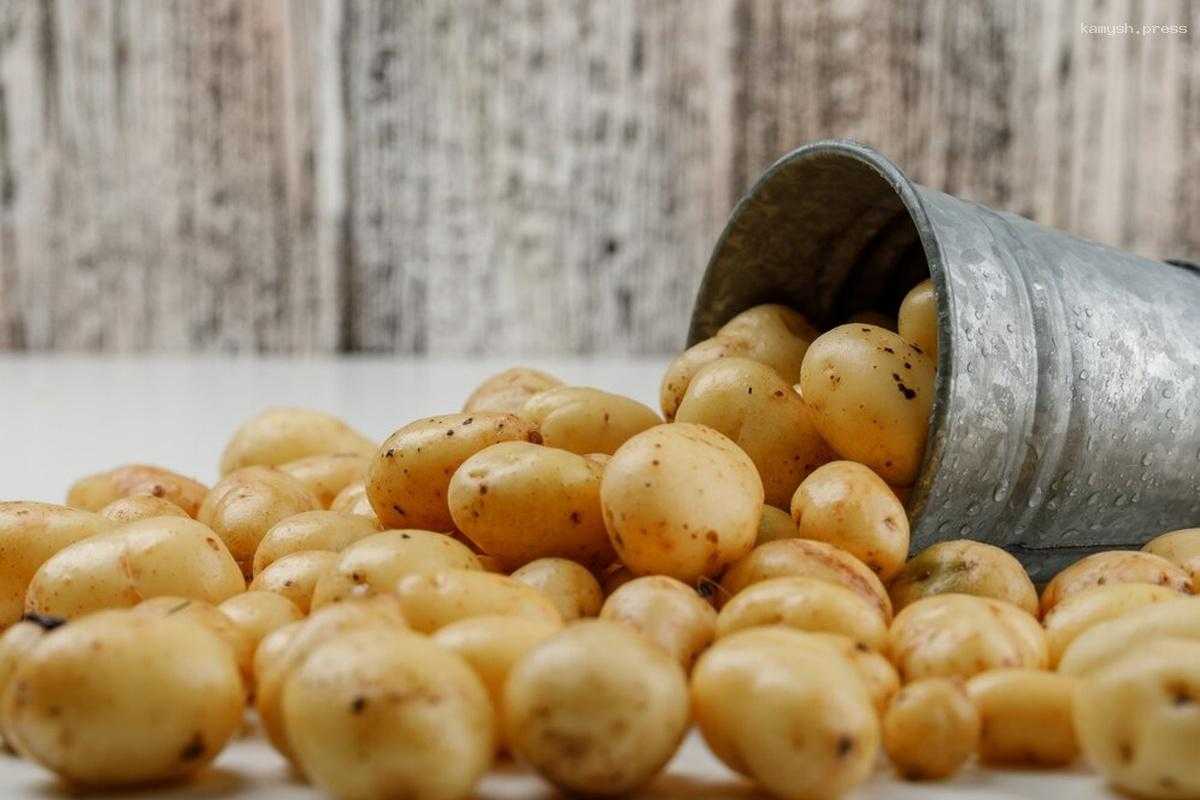 В Россию стали ввозить меньше египетского картофеля